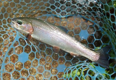 フィッシングパーク髙島の泉で数釣り